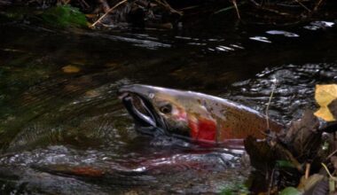 Water restrictions implemented in Salmon River to protect fish