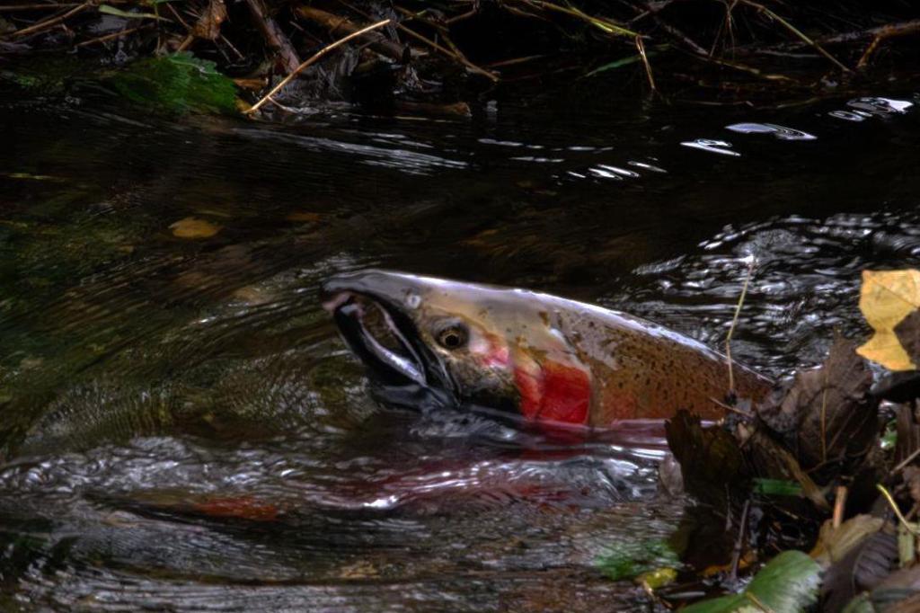 Water restrictions implemented in Salmon River to protect fish