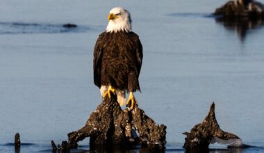 Trump administration weakens protections for threatened animal species