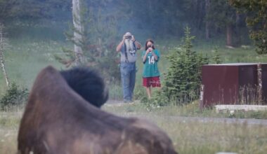 Seeing a charging bison send grandfather flying was like ‘watching a bulldozer move out at 45 miles an hour’ - NBC News