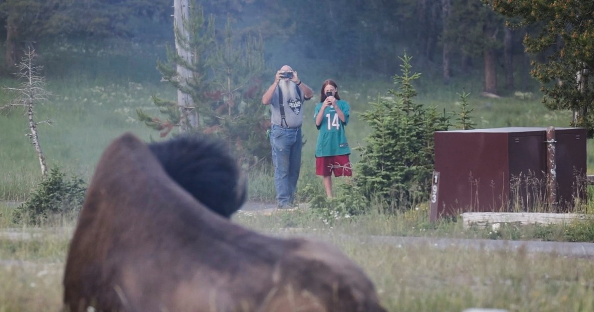 Seeing a charging bison send grandfather flying was like ‘watching a bulldozer move out at 45 miles an hour’ - NBC News