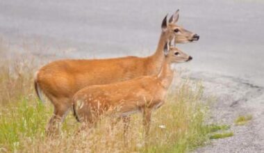 Aggressive deer causing grief in gated Vernon community