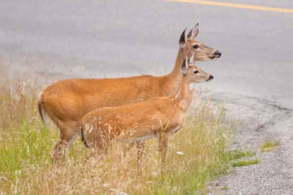 Aggressive deer causing grief in gated Vernon community