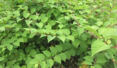 Surrey bans sale of invasive plant species