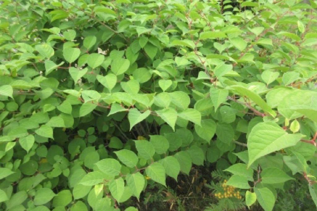 Surrey bans sale of invasive plant species