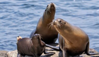 Federal officials investigating after video appears to show man kicking a sea lion on a California beach
