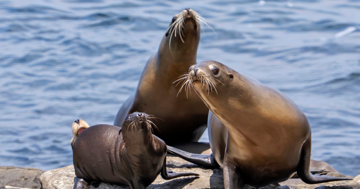Federal officials investigating after video appears to show man kicking a sea lion on a California beach