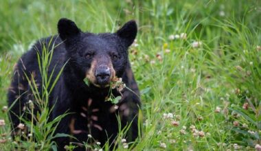 West Kootenay warned to remove bear attractants as yearlings roam