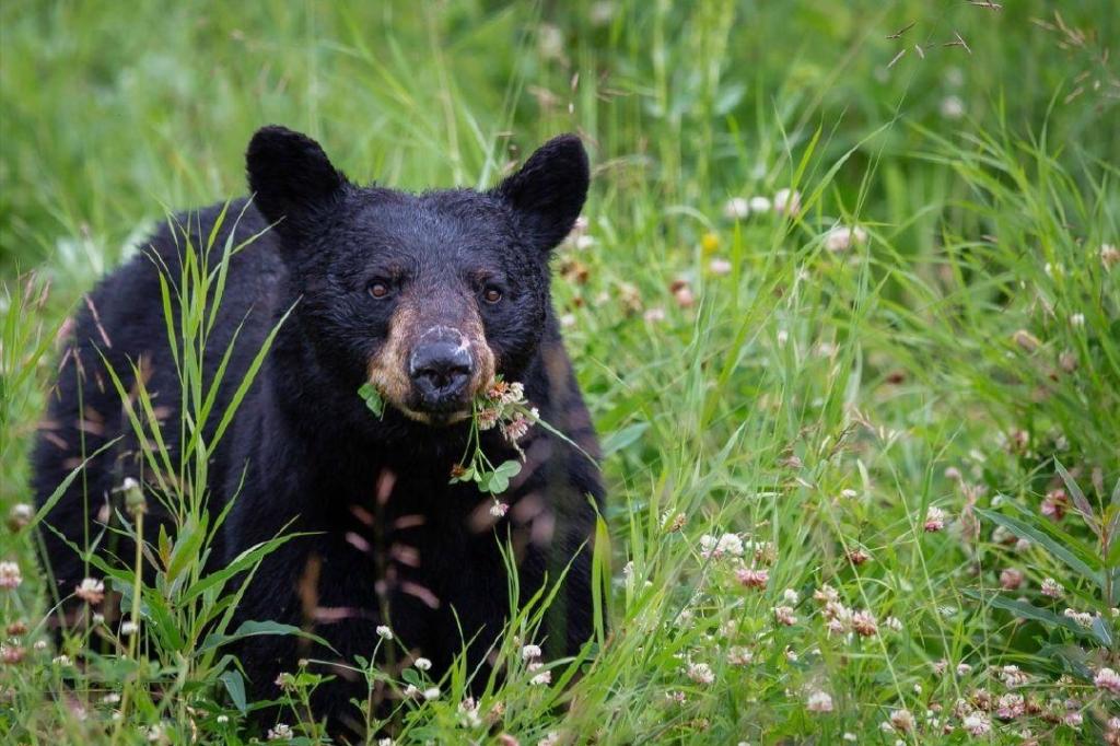 West Kootenay warned to remove bear attractants as yearlings roam