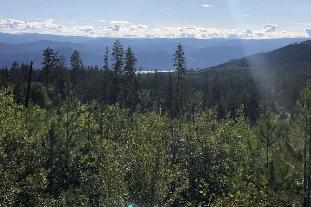 Study shows clear-cut logging affects flood risk in B.C.