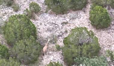 Gracie the Giraffe Is Found ‘Fat and Happy’ 2 Weeks After Escaping Texas Ranch