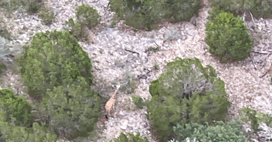 Gracie the Giraffe Is Found ‘Fat and Happy’ 2 Weeks After Escaping Texas Ranch