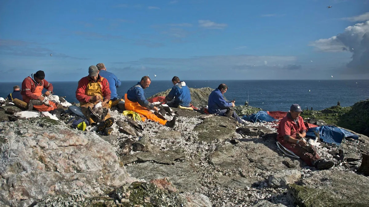 Permission sought for traditional guga hunt to take place this year