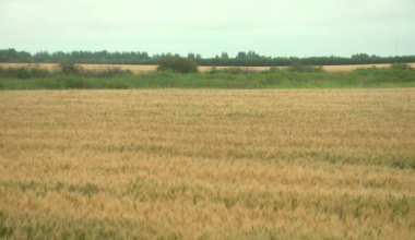 ‘Significant event’: Grain to be exported out of Manitoba’s Port of Churchill for first time since 2020 - CTV News