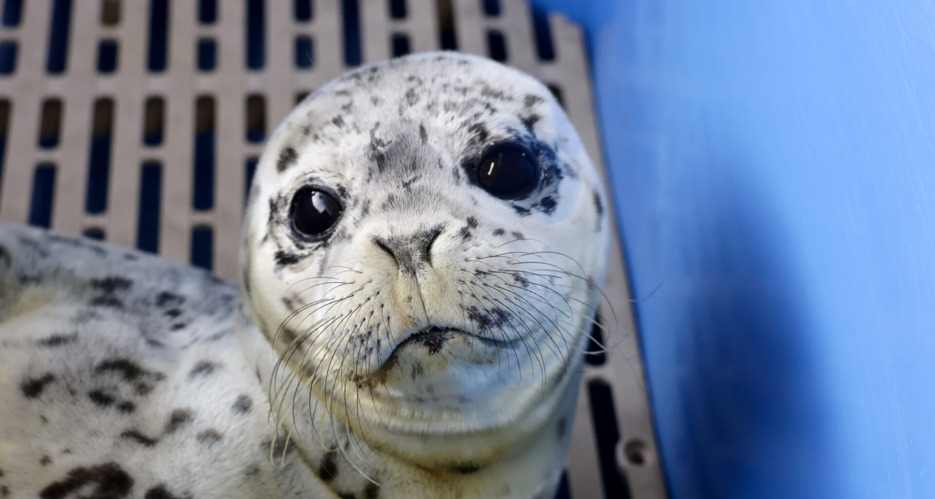 Abandoned seal pup rescued near Bowen Island