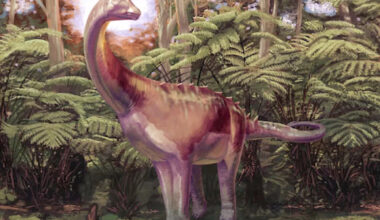 An 'unremarkable' fossil found in Antarctica 40 years ago is the continent's first dinosaur bone