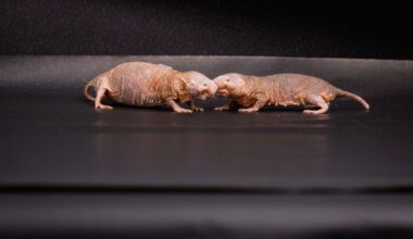 Queen’s scent keeps naked mole-rat colonies peaceful, infertile, study finds