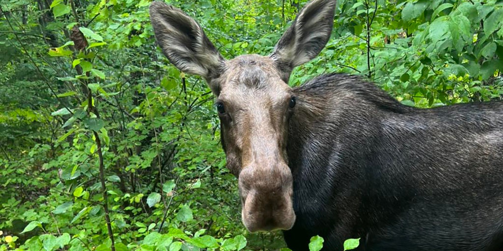 Hiker is stalked by two moose in Colorado