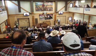 Western Canadian fed cattle market remained hot during end of June