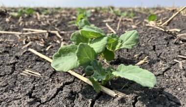 ICE Canada weekly: Prairie rains threaten canola harvest potential