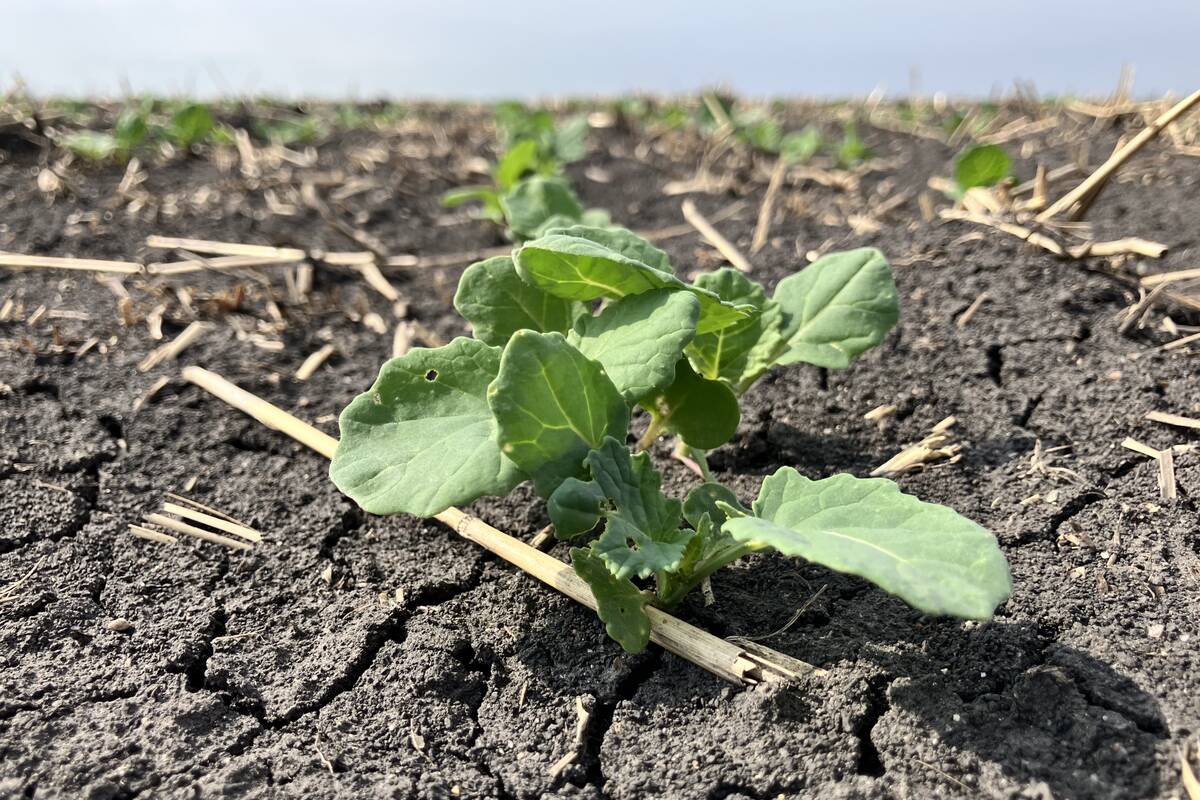 ICE Canada weekly: Prairie rains threaten canola harvest potential