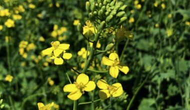Prairie canola in flower bracing for weekend heat wave