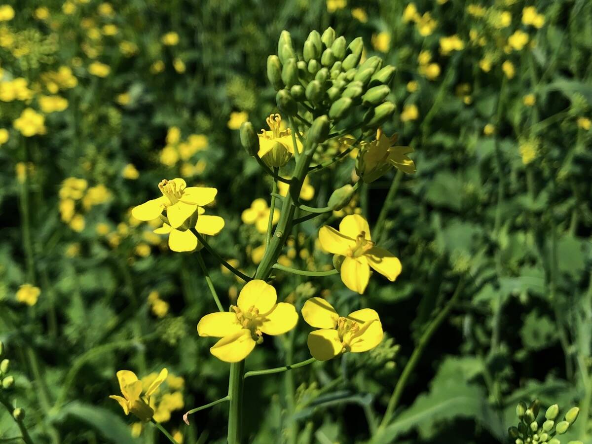 Prairie canola in flower bracing for weekend heat wave
