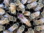 A honey bee queen surrounded by her retinue, which is an ever-changing group of worker bees charged with her care, feeding and protection. The fuchsia spot is applied to queen bees to make her easier to identify. Photo: Sascha Nicklisch/UC Davis