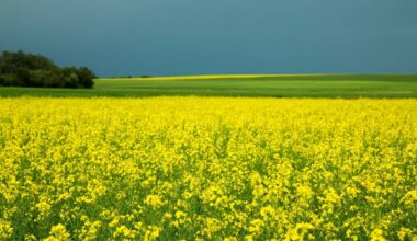 AAFC raises most 2026-27 crop estimates on StatCan planted area report