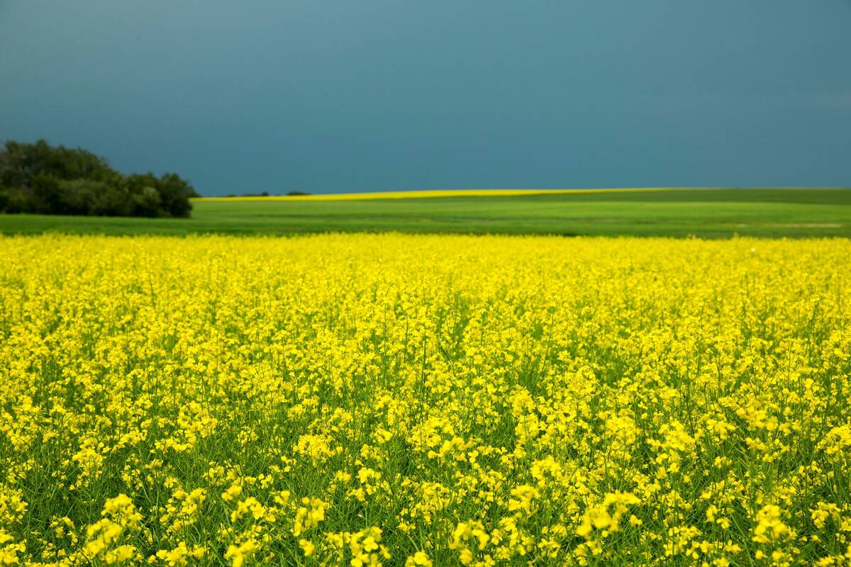 AAFC raises most 2026-27 crop estimates on StatCan planted area report