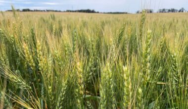 North Dakota wheat tour drops U.S. spring wheat yield estimates