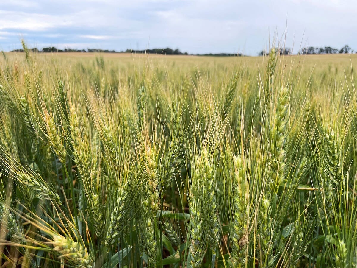 North Dakota wheat tour drops U.S. spring wheat yield estimates