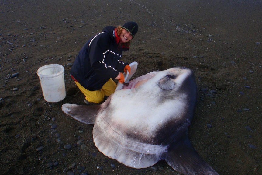 Marianne Nyegaard dissecting a hoodwinker sunfish or Mola tecta on a beach.