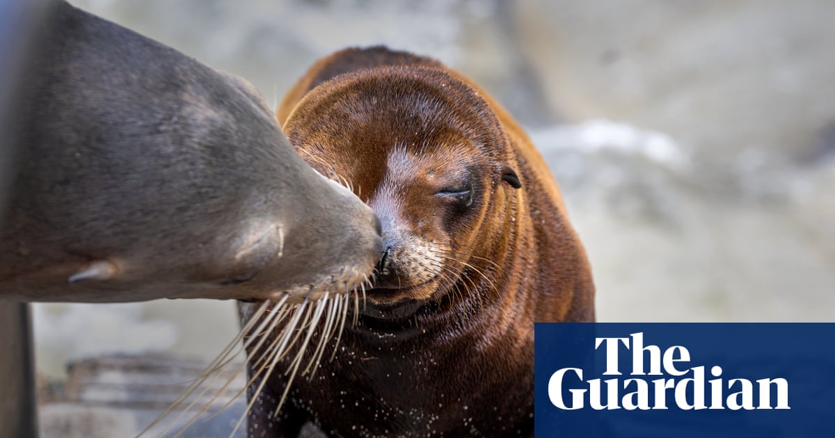 US officials investigate after video appears to show person kicking sea lion | California
