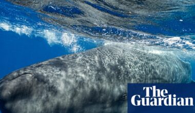 Sperm whales change ‘vowel’ sounds when boats are nearby, scientists discover | Cetaceans
