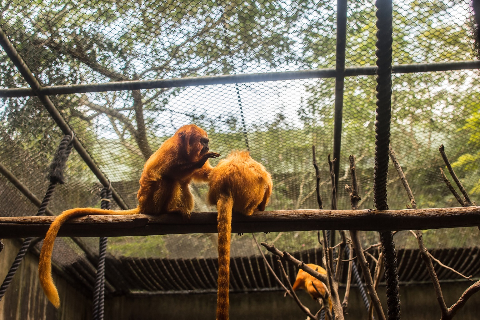 Golden lion tamarins in the São Paulo Zoo in Brazil.