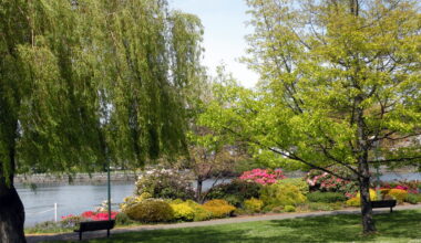 Hand-drawn panorama of Victoria's Inner Harbour — lighthouse and cherry blossom on the left, a ferry on the water, Parliament and the park on the right.
