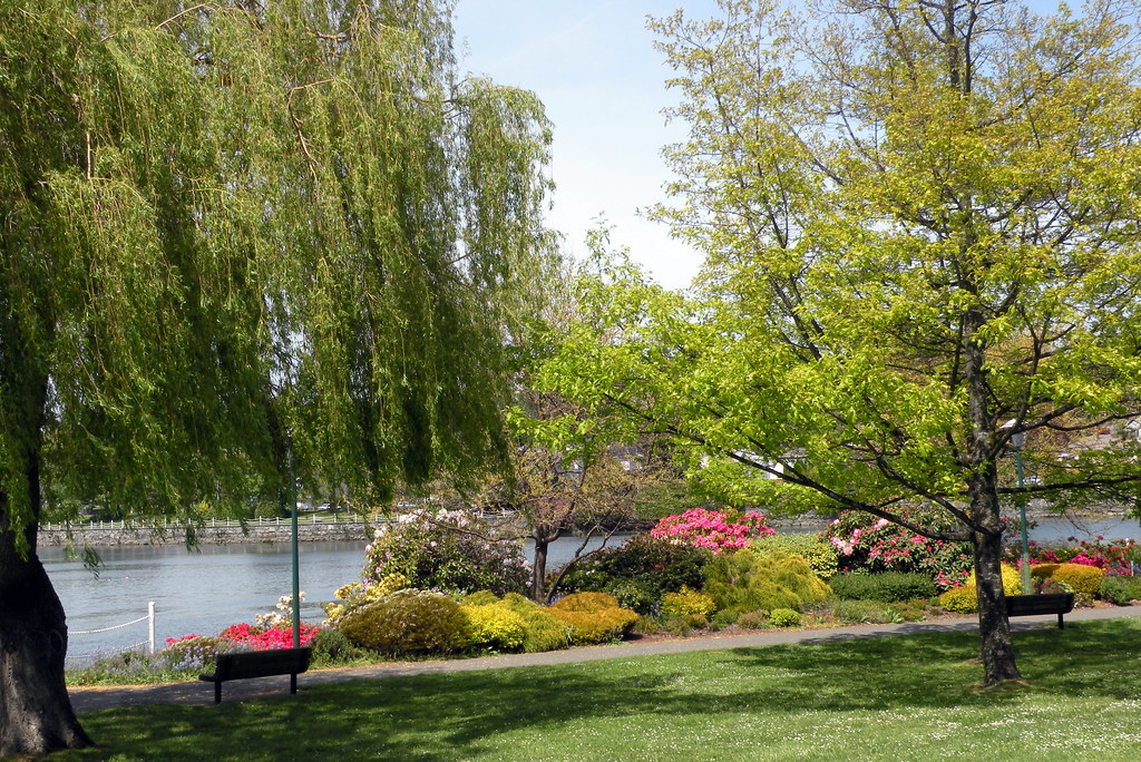 Hand-drawn panorama of Victoria's Inner Harbour — lighthouse and cherry blossom on the left, a ferry on the water, Parliament and the park on the right.