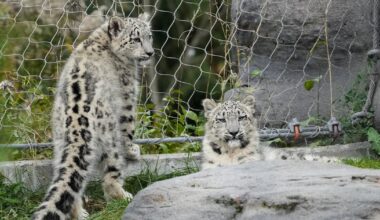 Toronto Zoo says animals remain cool despite power outage