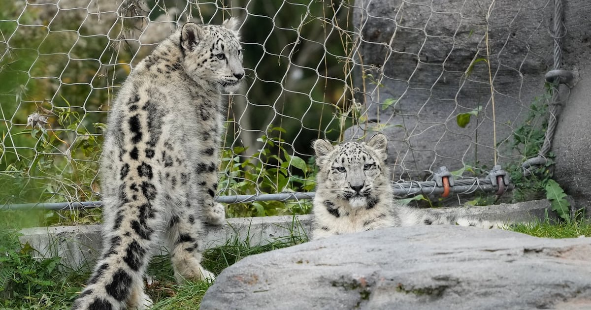 Toronto Zoo says animals remain cool despite power outage