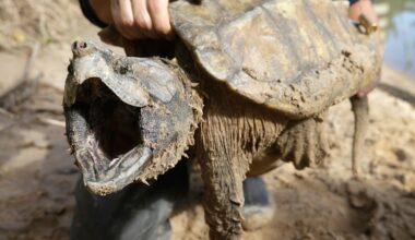 U.S. cancels automatic protections for imperiled animals as critics warn of extinctions - CTV News