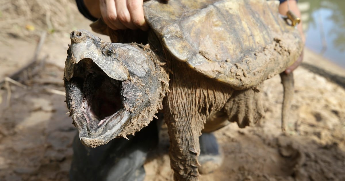 U.S. cancels automatic protections for imperiled animals as critics warn of extinctions - CTV News