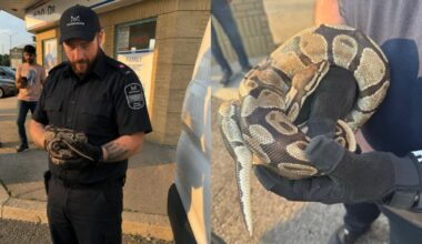 Python Rescue in Mississauga: Snake recovering