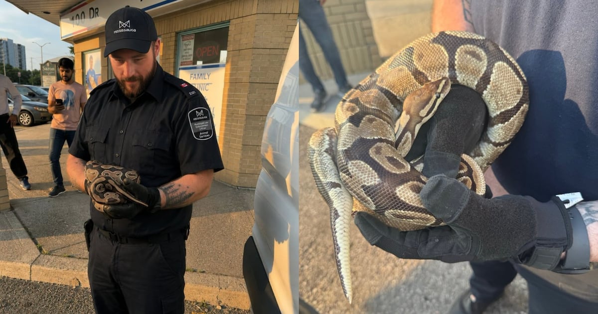 Python Rescue in Mississauga: Snake recovering