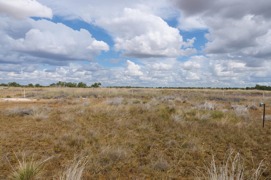 grassland