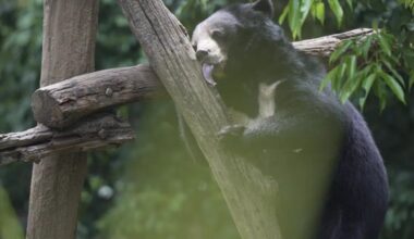 Bears rescued from Laos farm step outdoors for the first time after rescue led by Singaporean