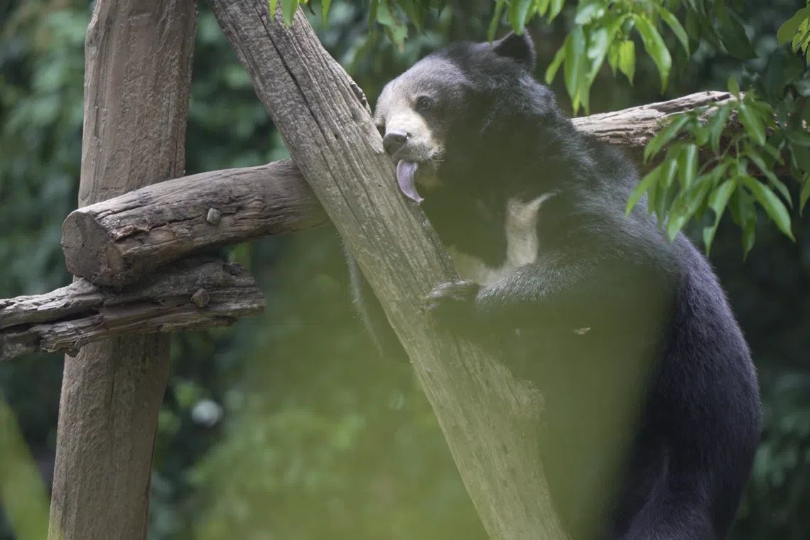 Bears rescued from Laos farm step outdoors for the first time after rescue led by Singaporean