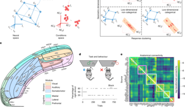 Rarely categorical, highly separable representations along the cortical hierarchy
