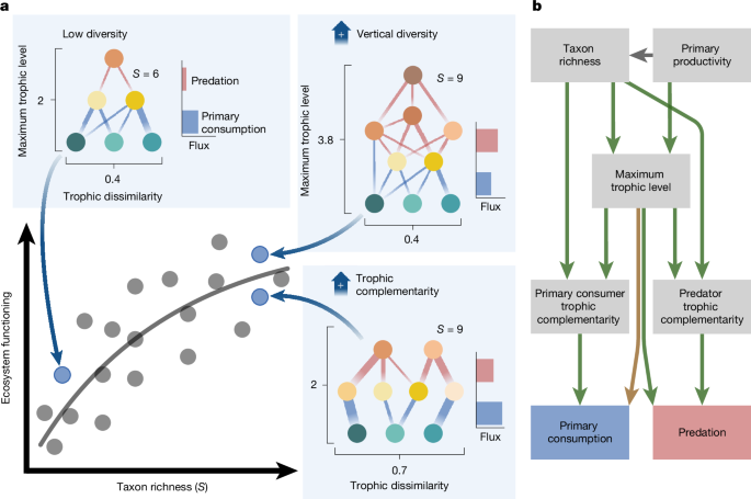 Food web complexity underlies biodiversity effects on ecosystem functioning