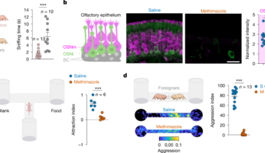 A queen odour mediates reproductive suppression in a eusocial mammal